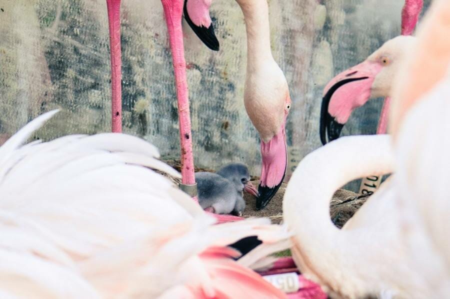 Parque das Aves dá as boas-vindas aos primeiros filhotes de flamingos flamingos com bebe