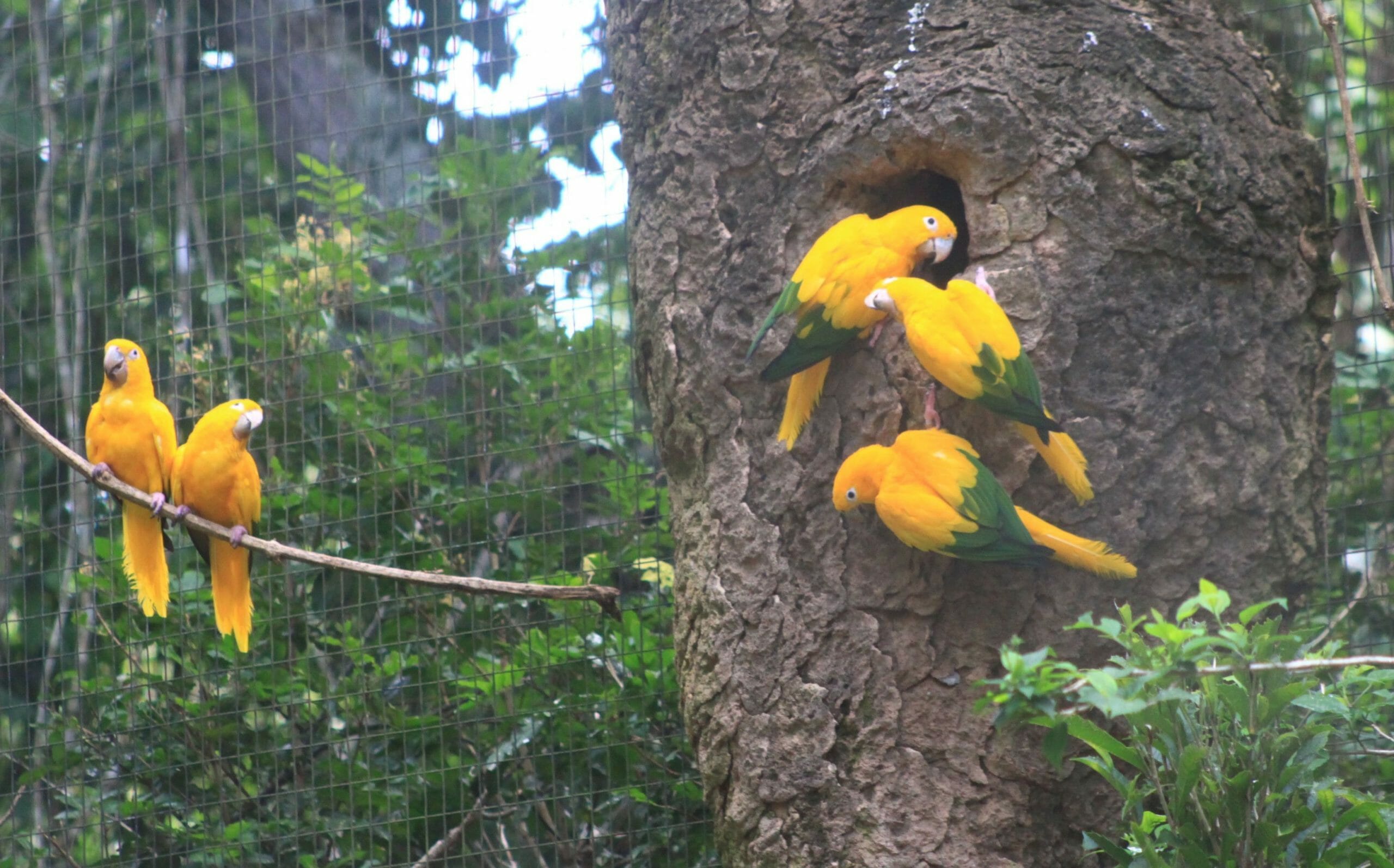 Parque das Aves em Foz do Iguaçu, uma das mais incríveis atrações da tríplice fronteira ararajubas