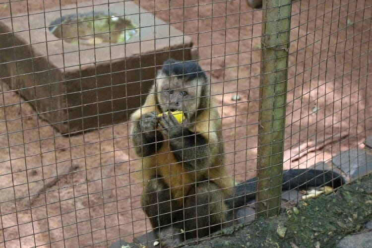 Imagem de macaco observando as pessoas enquanto se alimenta