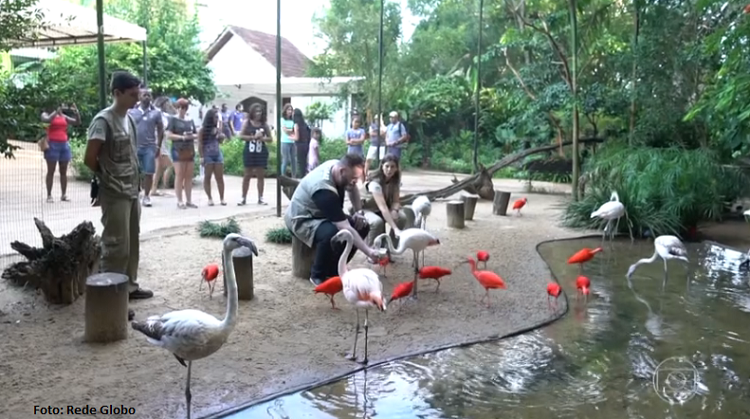 Rede Globo visita Foz do Iguaçu e conhece o centro de preservação de espécies do Parque das Aves.