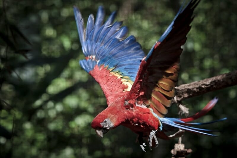 Novidade: Parque das Aves inaugura mais um atrativo ave