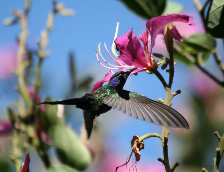 Jardim dos Beija- Flores em Puerto Iguazú – Argentina