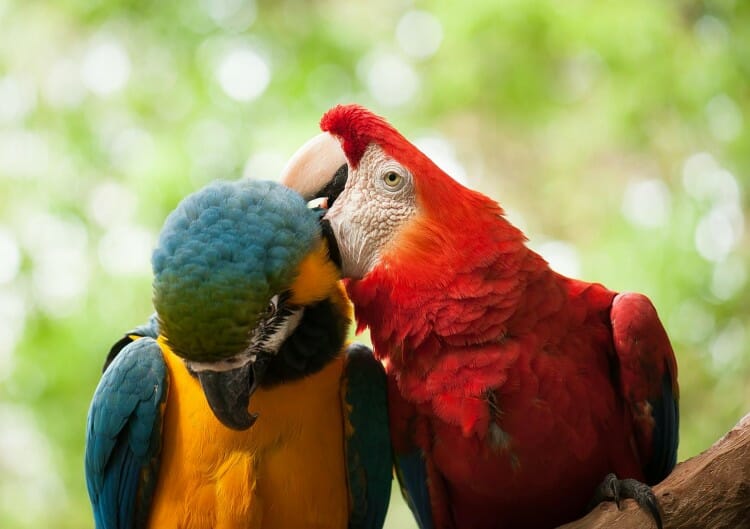 Parque das Aves em Foz do Iguaçu, uma das mais incríveis atrações da tríplice fronteira