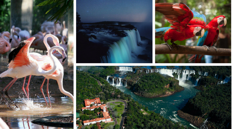 Guia completo de viagem: Veja 7 dicas imperdíveis de passeios e curiosidades sobre Foz do Iguaçu