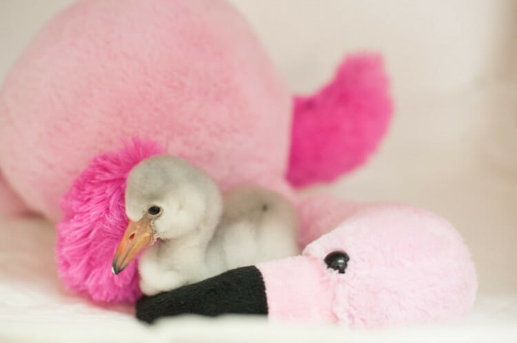 Parque das Aves dá as boas-vindas aos primeiros filhotes de flamingos