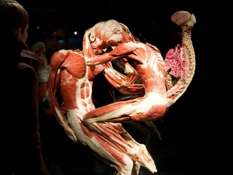 Foz do Iguaçu recebe a exposição “Human Bodies – Maravilhas do Corpo Humano”