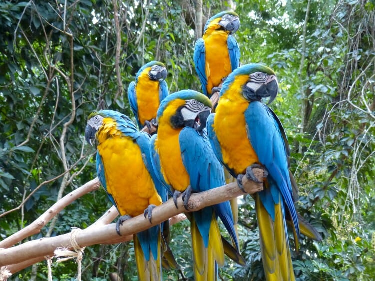 Conheça o Parque das Aves em Foz do Iguaçu, toda sua história e suas atrações.