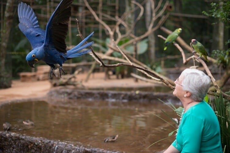 Passeios imperdíveis no Parque das Aves em Foz do Iguaçu