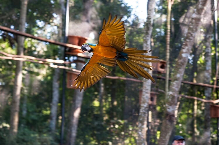 Parque das Aves - Pontos turísticos em Foz do Iguaçu