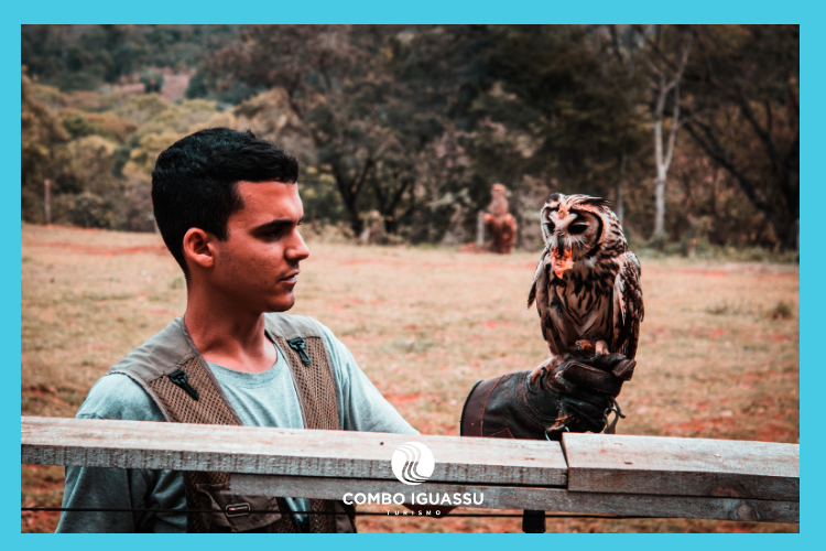 Centro de Falcoaria, Centro de Falcoaria em Foz do Iguaçu – O que é, onde fica e dicas!, Passeios em Foz do Iguaçu | Combos em Foz com desconto