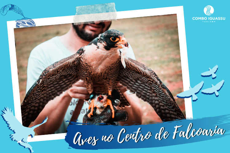 Centro de Falcoaria, Centro de Falcoaria em Foz do Iguaçu – O que é, onde fica e dicas!, Passeios em Foz do Iguaçu | Combos em Foz com desconto