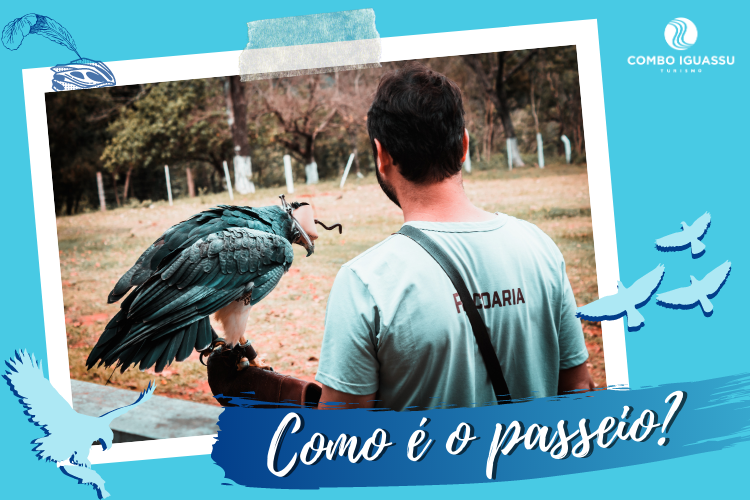 Centro de Falcoaria, Centro de Falcoaria em Foz do Iguaçu – O que é, onde fica e dicas!, Passeios em Foz do Iguaçu | Combos em Foz com desconto