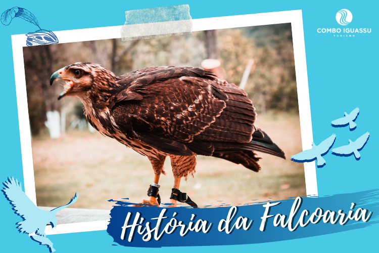 Centro de Falcoaria, Centro de Falcoaria em Foz do Iguaçu – O que é, onde fica e dicas!, Passeios em Foz do Iguaçu | Combos em Foz com desconto