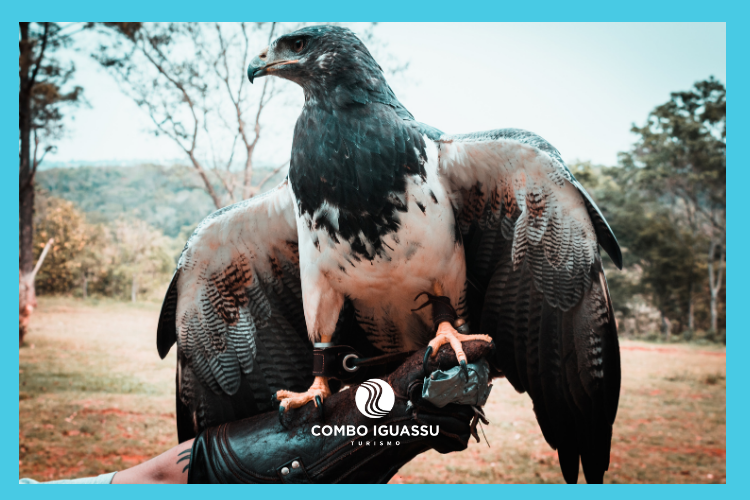 Centro de Falcoaria, Centro de Falcoaria em Foz do Iguaçu – O que é, onde fica e dicas!, Passeios em Foz do Iguaçu | Combos em Foz com desconto