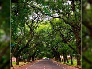 Rua Pedro Basso