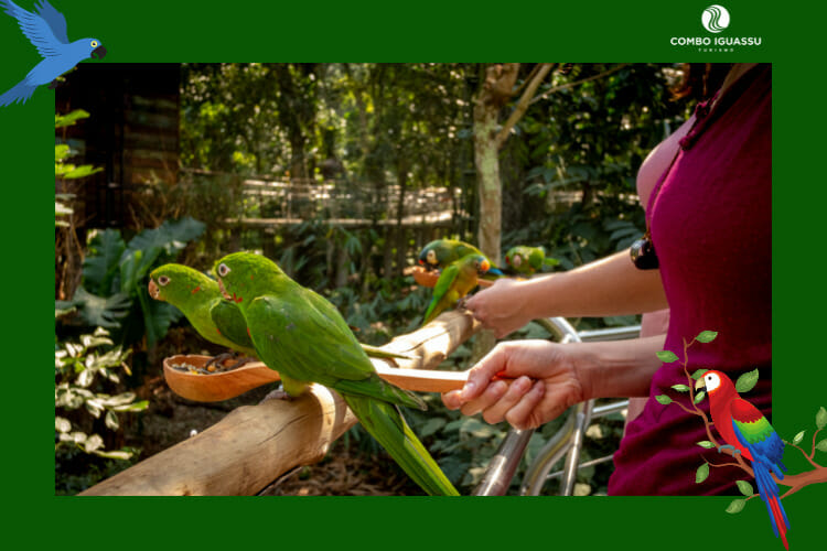 Pessoa alimentando os pássaros super fofos no Parque das Aves Foz do Iguaçu.