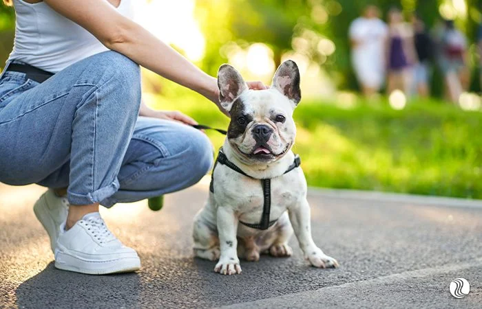 Atividade Pet friendly Atividades pet friendly