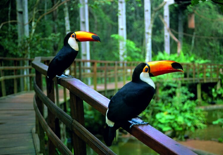 Passeios imperdíveis no Parque das Aves em Foz do Iguaçu