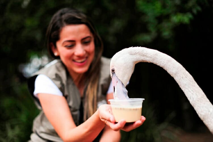 Passeios imperdíveis no Parque das Aves em Foz do Iguaçu