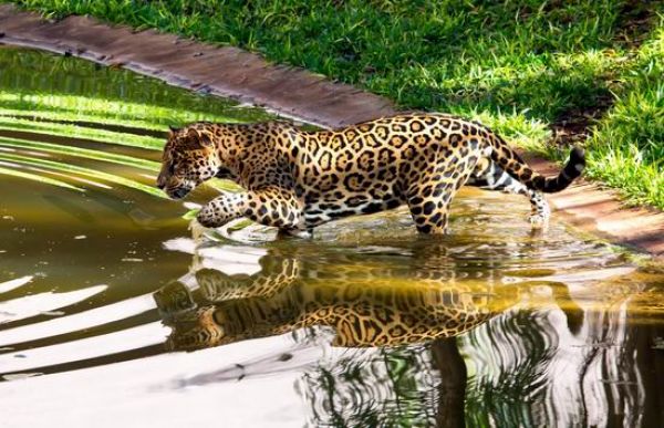 Que tal viajar para Foz do Iguaçu no Dia das Crianças? Confira 15 dicas para se divertir com a garotada. Itaipu Refúgio Biológico - Foz do Iguaçu no dia das crianças