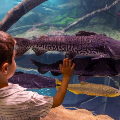 aquario-em-foz-do-iguacu