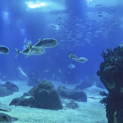 aquario-oceanico-em-foz